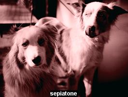 sepiatone